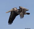 _B223849 brown pelican